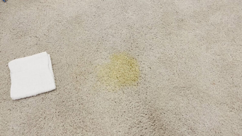 Pet Urine on the Carpet