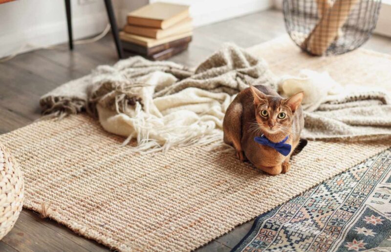 Cat on a carpet